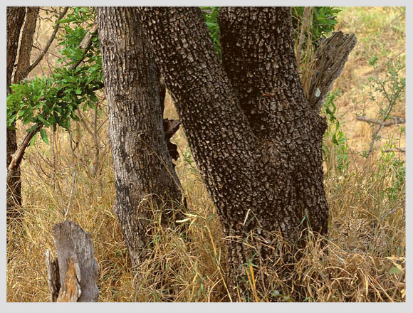 Camuflaje de un depredador